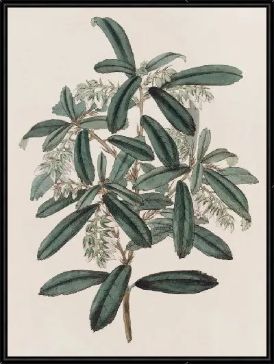 Картина Андромеда Филлирейнолистная (1815-1819)