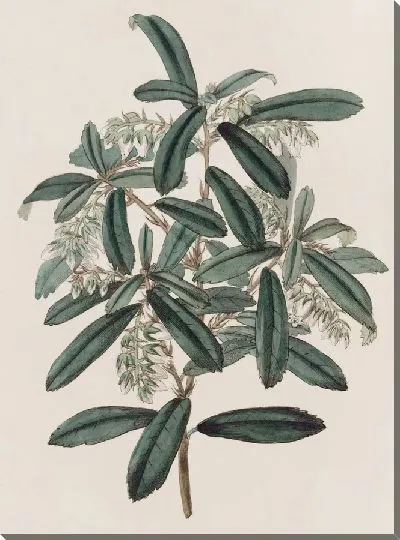 Картина Андромеда Филлирейнолистная (1815-1819)