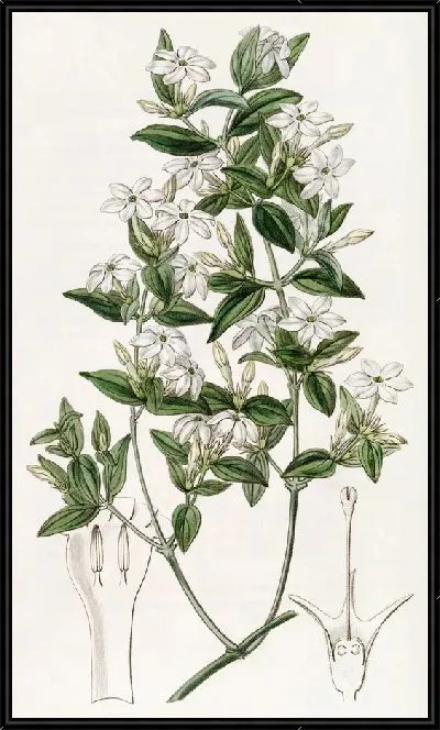 Картина Бирючина Жасмин (1815-1819)