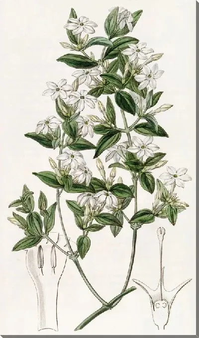 Картина Бирючина Жасмин (1815-1819)