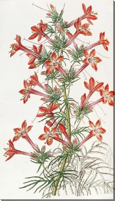 Картина Вороногая Гилия (1815-1819)