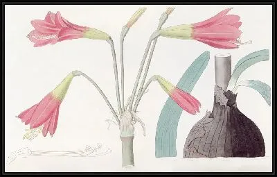 Картина Габрантус фицеллоподобный (1815-1819)