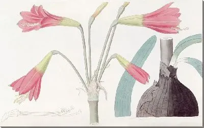 Картина Габрантус фицеллоподобный (1815-1819)