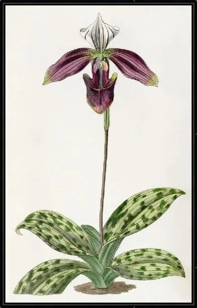 Картина Дамские туфельки с пурпурными пятнами (1815-1819 гг.)