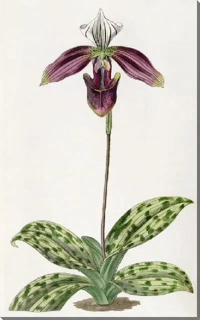 Картина Дамские туфельки с пурпурными пятнами (1815-1819 гг.)