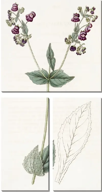 Картина Кальцеолярия пурпурная (1815-1819).