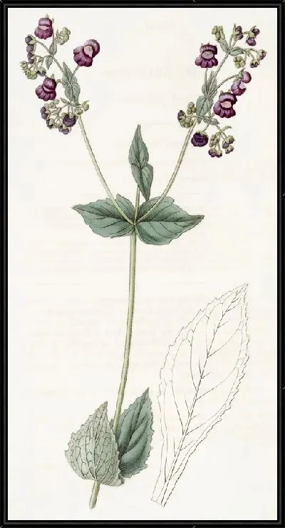 Картина Кальцеолярия пурпурная (1815-1819).