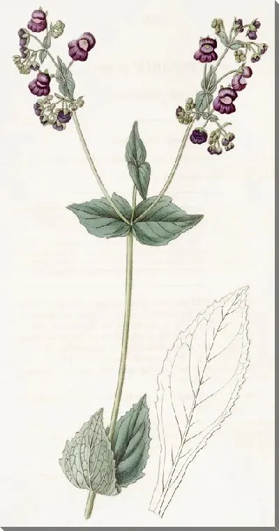 Картина Кальцеолярия пурпурная (1815-1819).