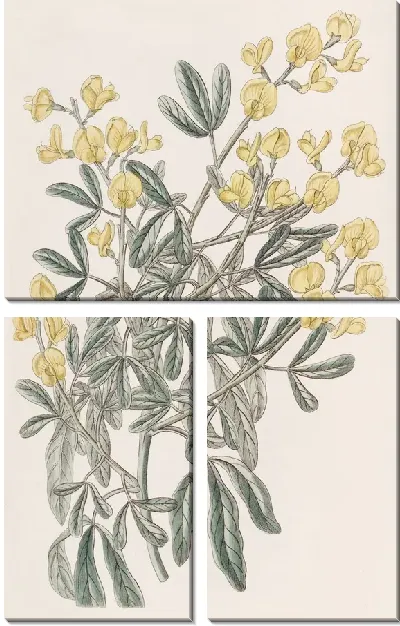 Картина Кистевидная Гениста (1815-1819)