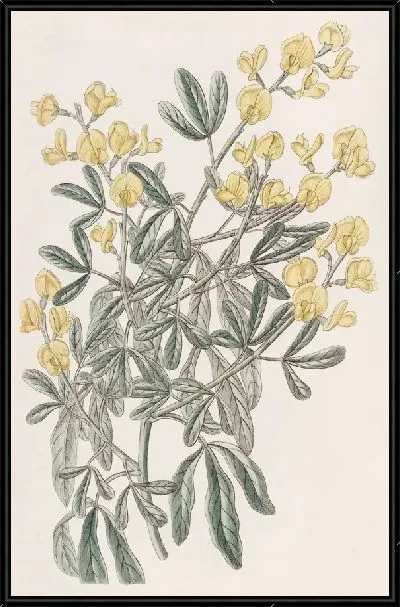 Картина Кистевидная Гениста (1815-1819)