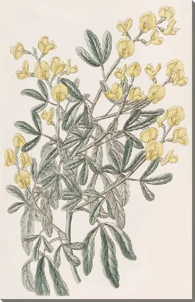 Картина Кистевидная Гениста (1815-1819)