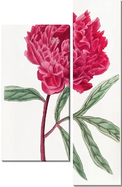Картина Китайский пион Поттса (1815-1819)