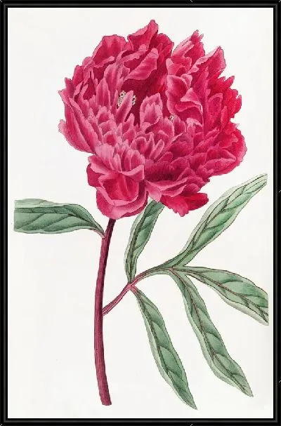 Картина Китайский пион Поттса (1815-1819)