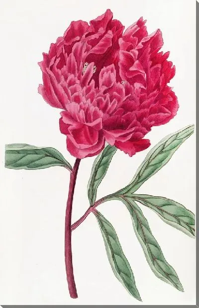 Картина Китайский пион Поттса (1815-1819)