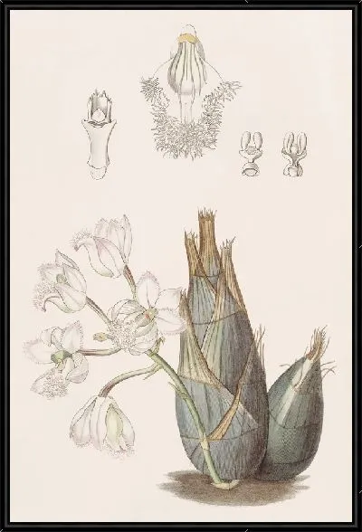 Картина Кловезия розовоцветковая (1815-1819)