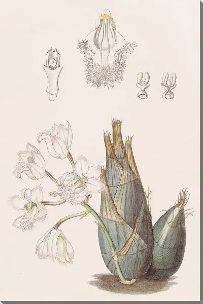 Картина Кловезия розовоцветковая (1815-1819)