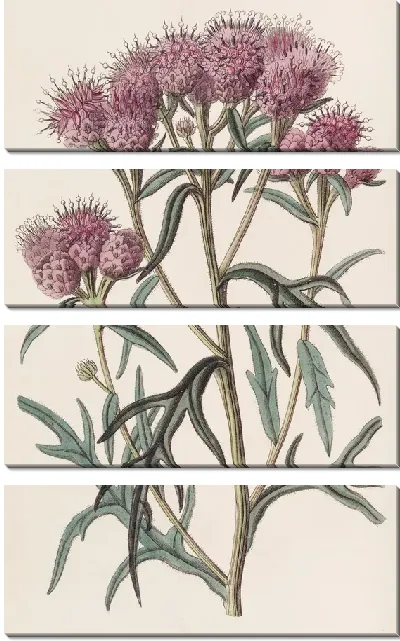 Картина Красавица Соссюрея (1815-1819)