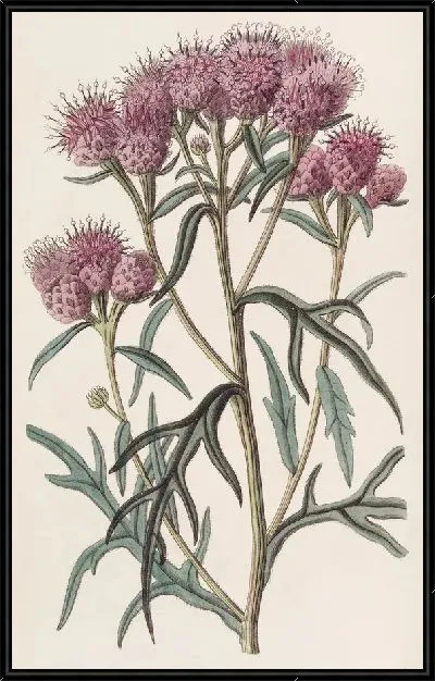 Картина Красавица Соссюрея (1815-1819)