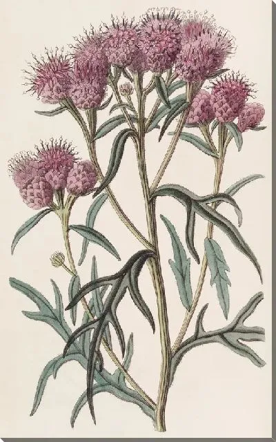 Картина Красавица Соссюрея (1815-1819)