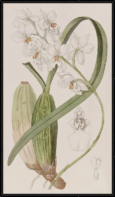 Картина Красивый Зубастый Язык (1815-1819)