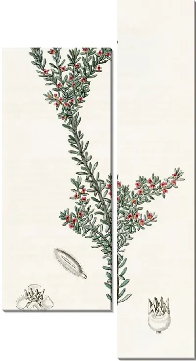 Картина Красная водяника (1815-1819)