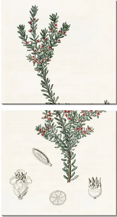 Картина Красная водяника (1815-1819)