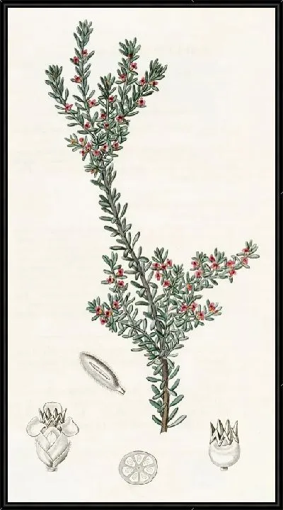 Картина Красная водяника (1815-1819)