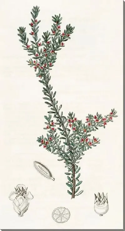 Картина Красная водяника (1815-1819)