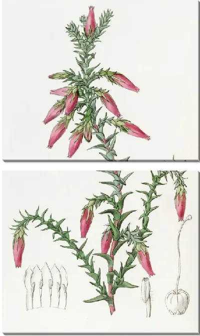 Картина Красная Космелия (1815-1819)
