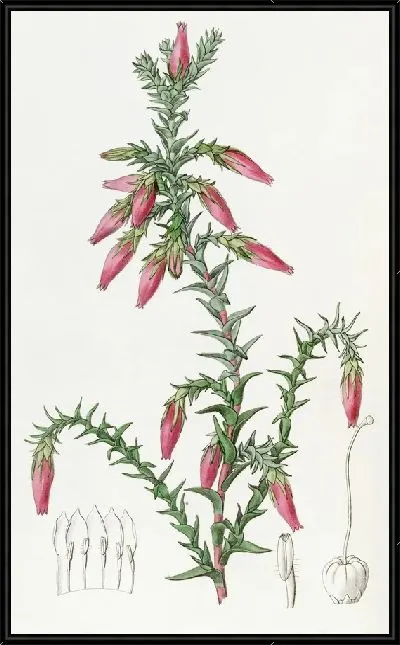 Картина Красная Космелия (1815-1819)