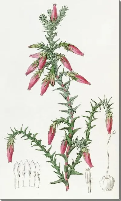 Картина Красная Космелия (1815-1819)