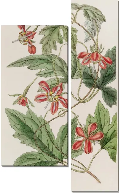 Картина Красный Лоаса (1815-1819)