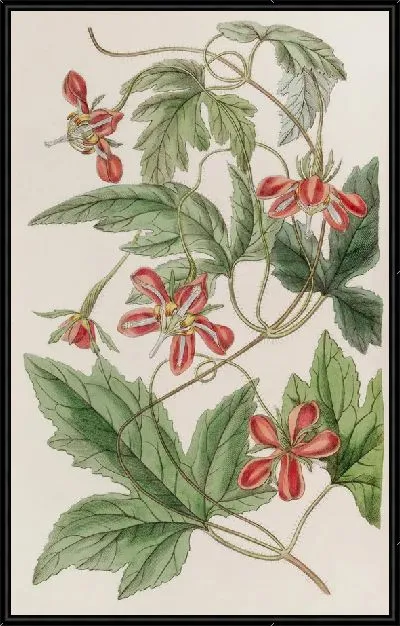 Картина Красный Лоаса (1815-1819)