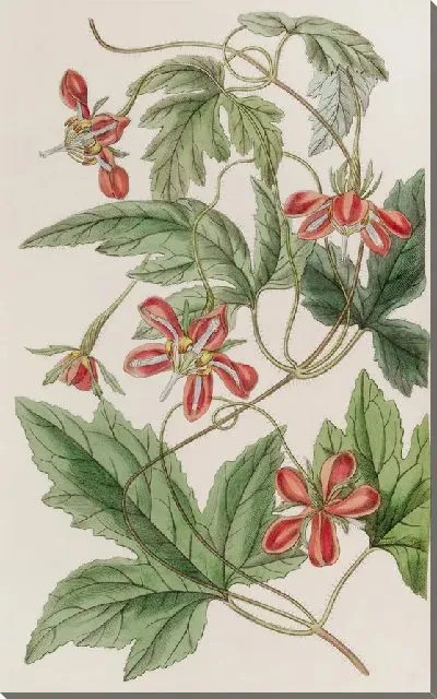 Картина Красный Лоаса (1815-1819)