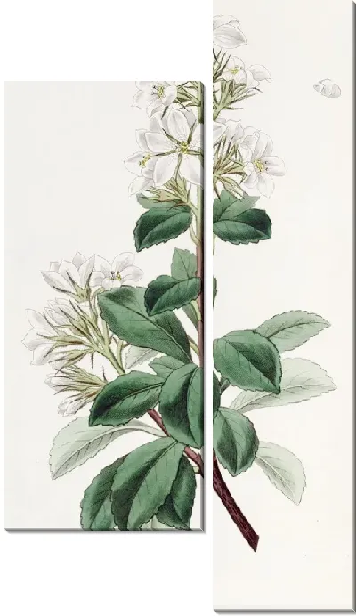 Картина Красный Рафиолепис (1815-1819)