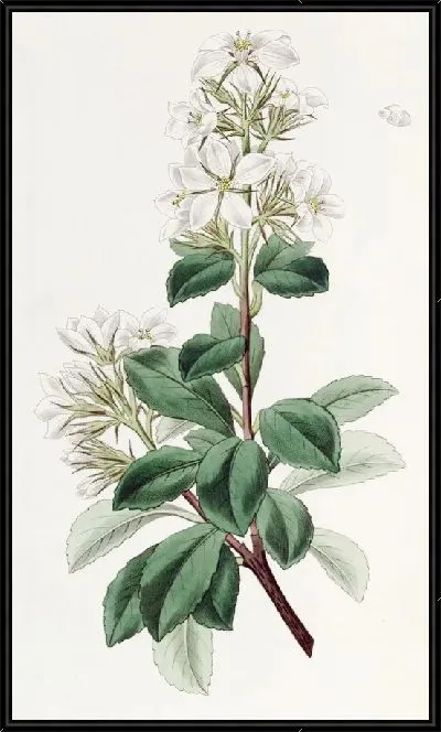 Картина Красный Рафиолепис (1815-1819)