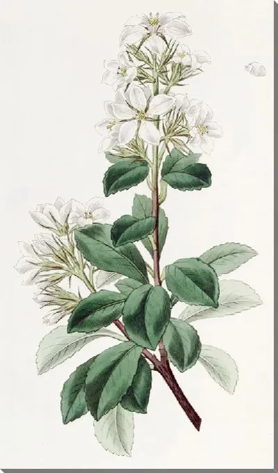 Картина Красный Рафиолепис (1815-1819)