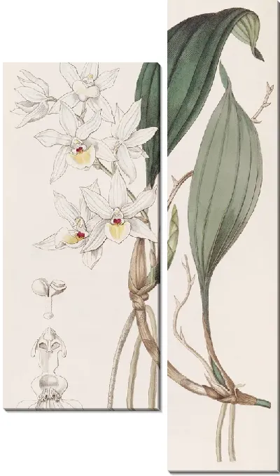 Картина Красотка Аганисия (1815-1819)