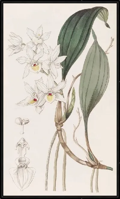 Картина Красотка Аганисия (1815-1819)