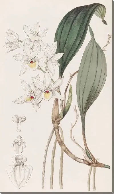 Картина Красотка Аганисия (1815-1819)