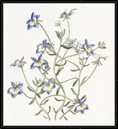 Картина Красотка Клинтония (1815-1819)