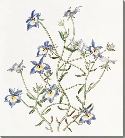 Картина Красотка Клинтония (1815-1819)