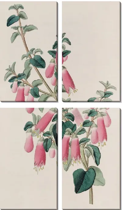 Картина Красотка Корреа (1815-1819)