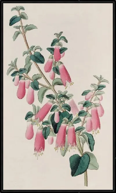 Картина Красотка Корреа (1815-1819)