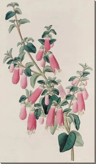 Картина Красотка Корреа (1815-1819)