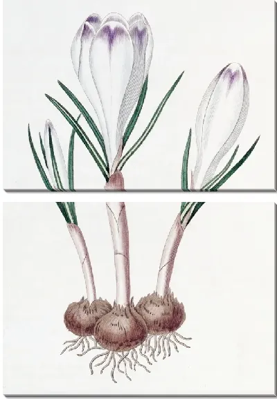 Картина Крокус из перьев фазы (1815-1819)