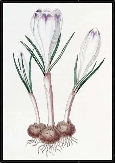 Картина Крокус из перьев фазы (1815-1819)