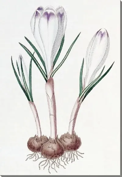 Картина Крокус из перьев фазы (1815-1819)