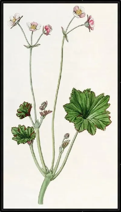 Картина Лепестковая бегония (1815-1819)
