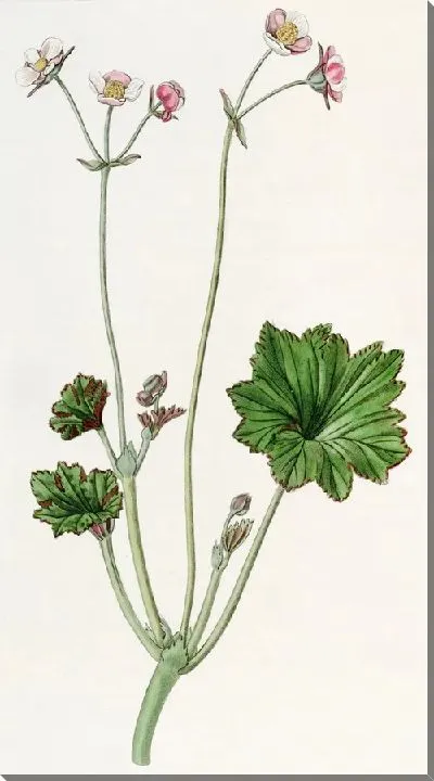 Картина Лепестковая бегония (1815-1819)